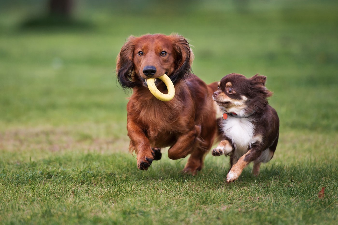 The Fox and Hound Canine Retreat